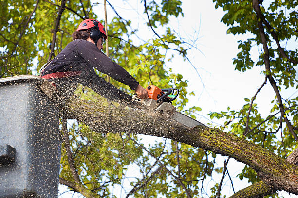 How Our Tree Care Process Works  in  North Valley Stream, NY