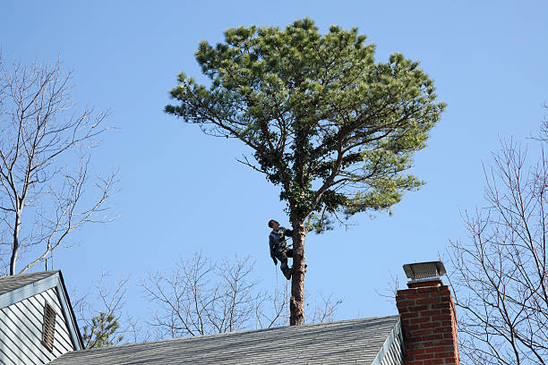  North Valley Stream, NY Tree Removal Services Pros