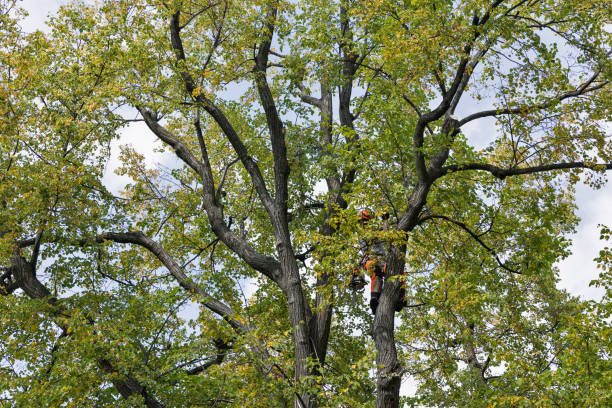 Trusted North Valley Stream, NY Tree Removal Services Experts